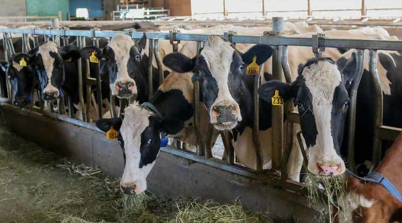 Interest subvention on Working Capital Loans for Dairy sector