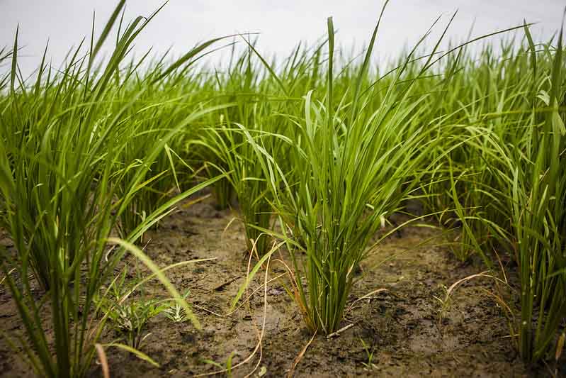 Recommendations from PAU for Direct Seeded Rice