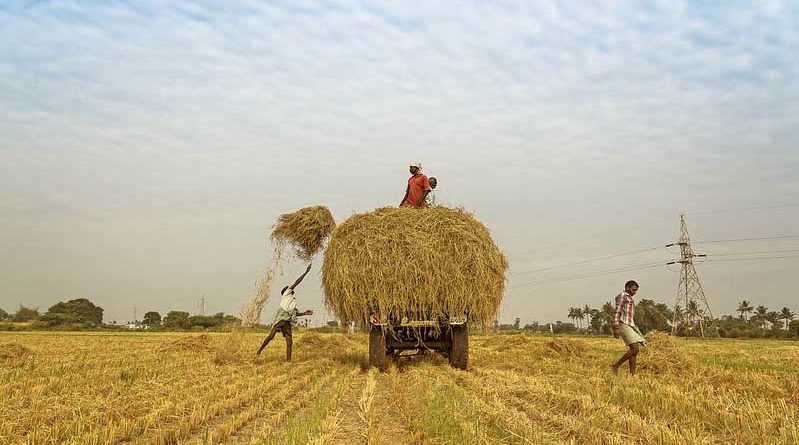 Procurement of pulses & oilseeds on MSP in Progress in 20 States