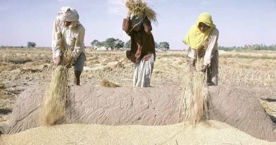 Procurement of Pulses and Oilseeds steady during lockdown