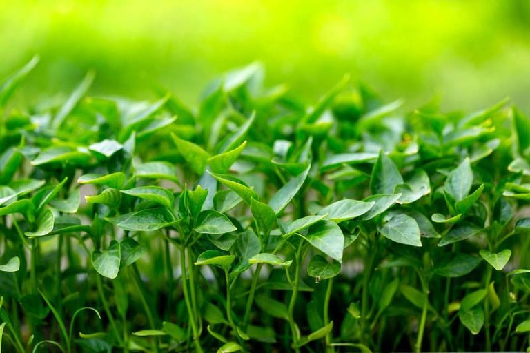 Haryana to setup Haryana Organic Certification Agency (HOCA)