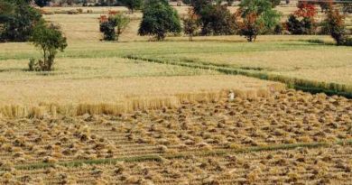 67% of wheat harvesting complete
