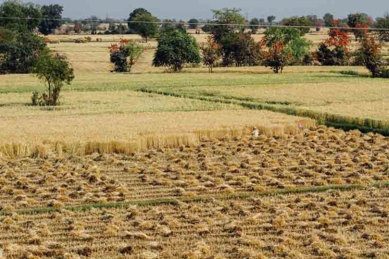 67% of wheat harvesting complete
