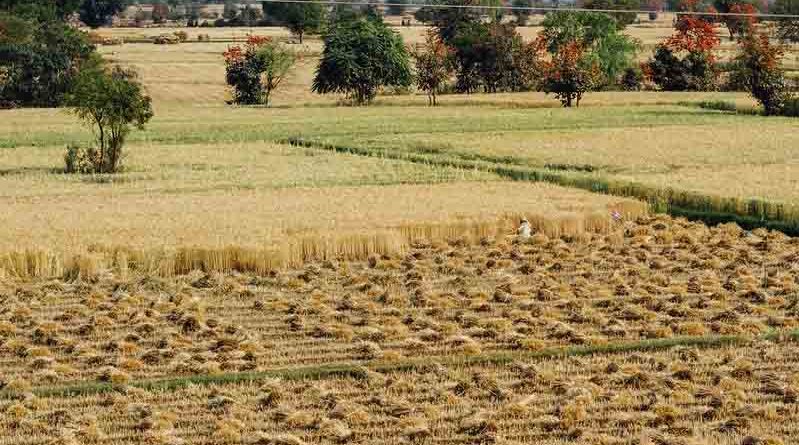 67% of wheat harvesting complete