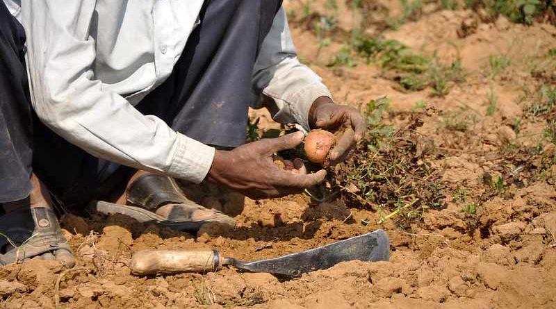 Increase use of organic & bio fertiliser as per recommendation of Soil Health card