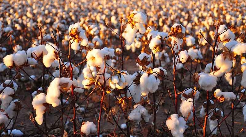 Cotton crop