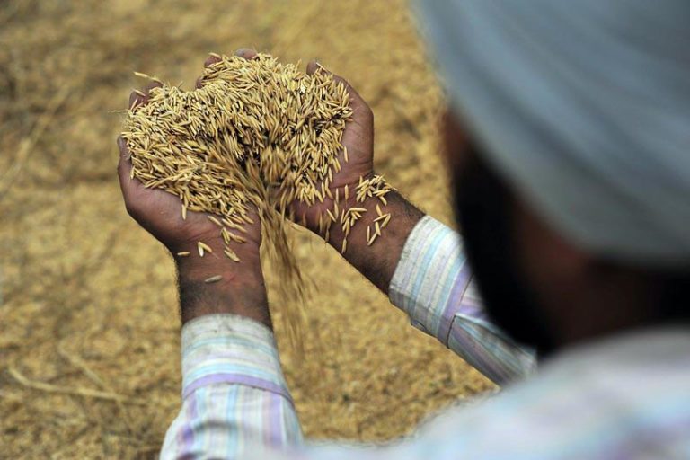 PAU Experts caution against Direct Sowing of Rice before June 1