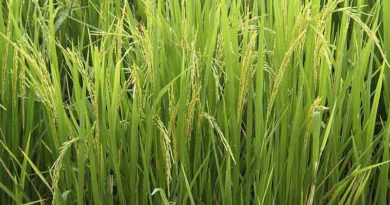 Herbicide dependence not enough for Weed Control in DSR