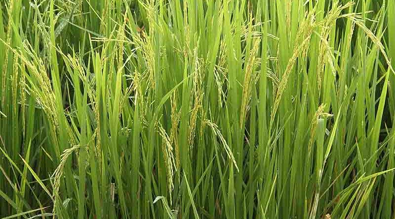 Herbicide dependence not enough for Weed Control in DSR