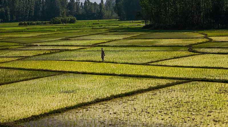 Agriculture loans