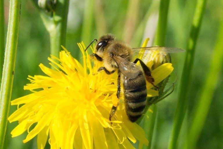 Government allocates Rs.500 crore towards Beekeeping
