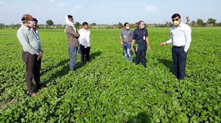 Summer crop sowing 14% higher