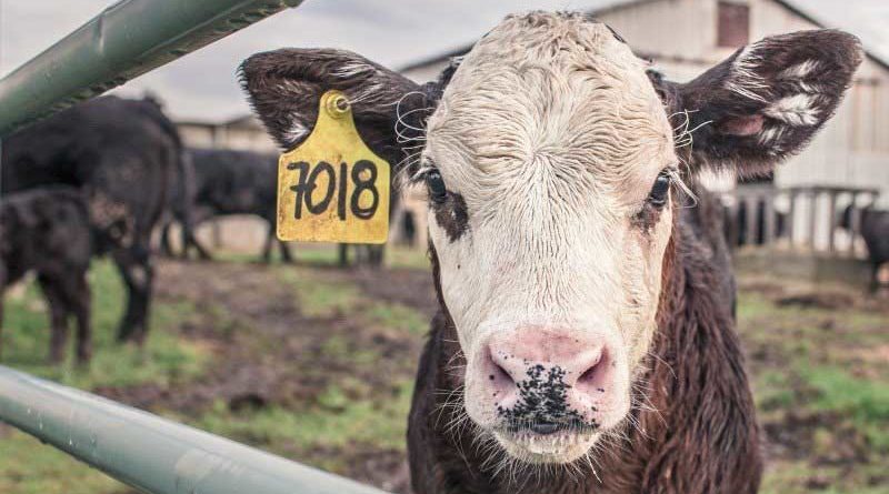 12 Startups in Animal Husbandry given cash grants worth Rs. 1 crore