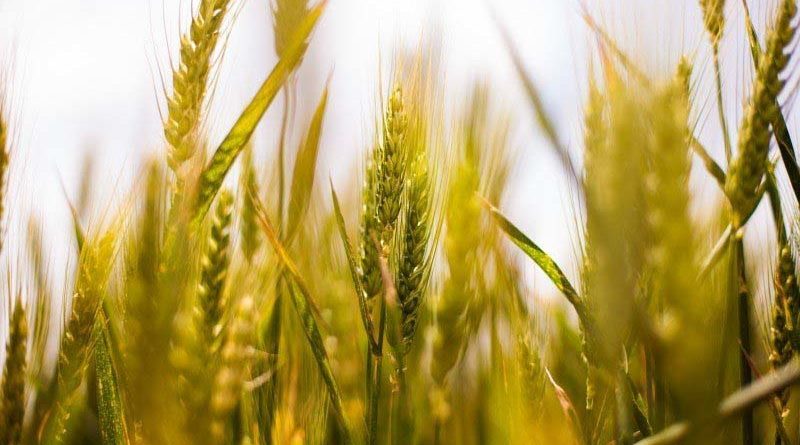 Record procurement of wheat in Madhya Pradesh