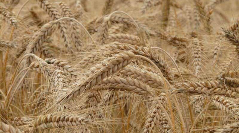 Wheat procurement exceeds target in Madhya Pradesh