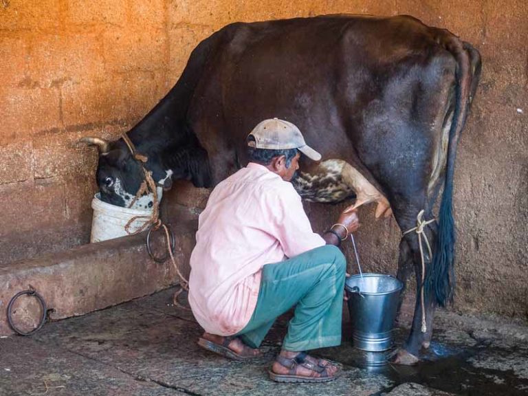 Cow Milk Kisan Credit Card