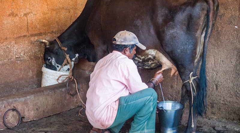Cow Milk Kisan Credit Card