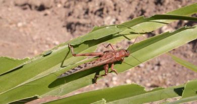 Locust
