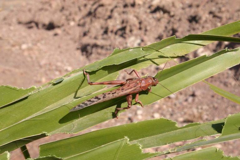 Locust