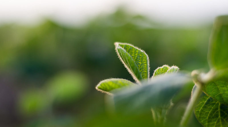Soybean