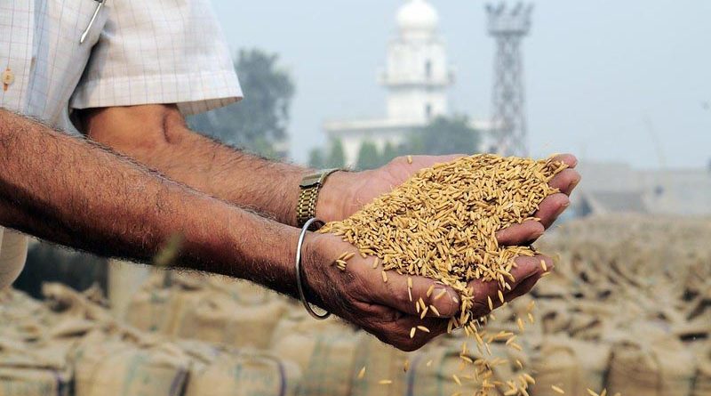 Essential commodity Paddy