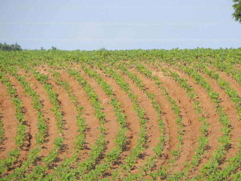 Soybean