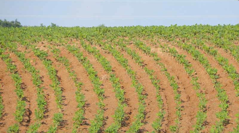 Soybean