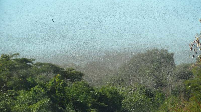 Haryana Locust attack