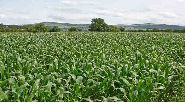 MAIZE