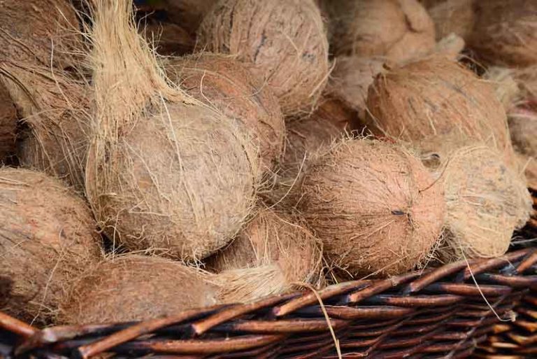 Mature Dehusked coconut