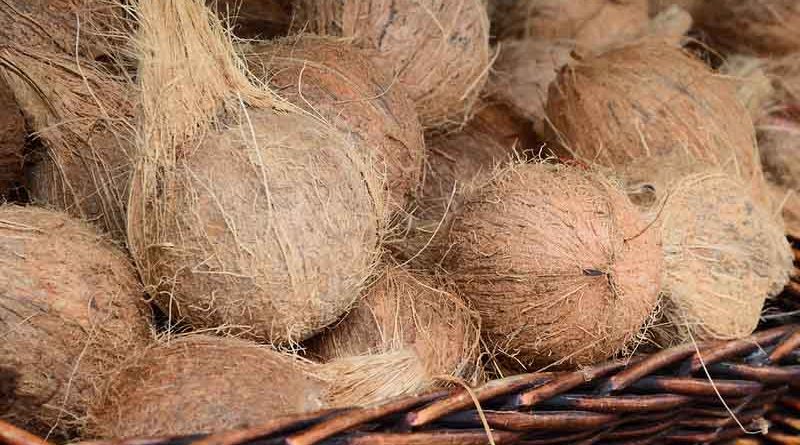 Mature Dehusked coconut