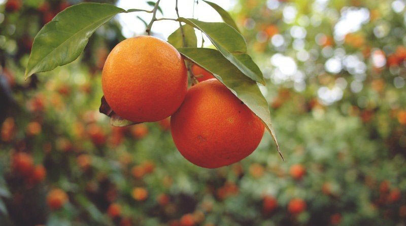 Horticulture Crops