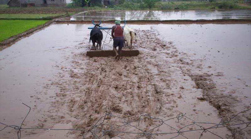 Sale of DAP fertilizer in India gone up by 108% compared to last year