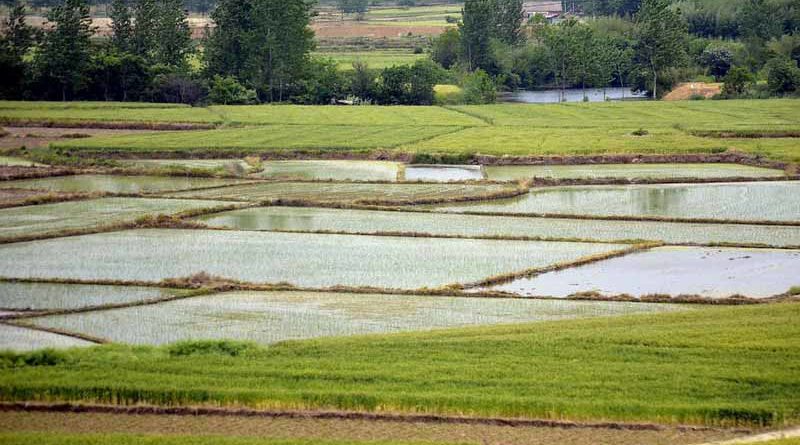 Protecting Basmati exports Punjab stops sale of 9 pesticides