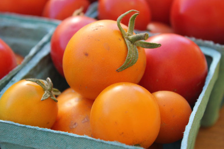 Haryana collaborates with Israel for Centre of Excellence for fruits & vegetables