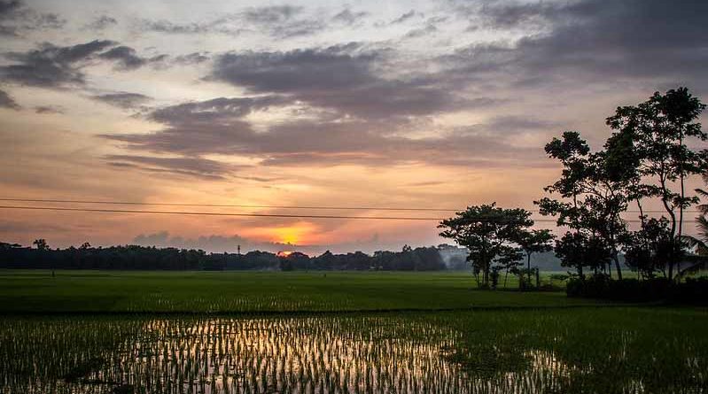 Basmati rice companies set for 100-150 bps margin boost