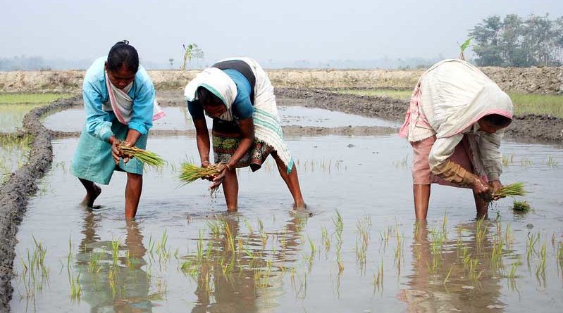 Kharif sowing crosses 691 lakh ha as on 17th July 2020