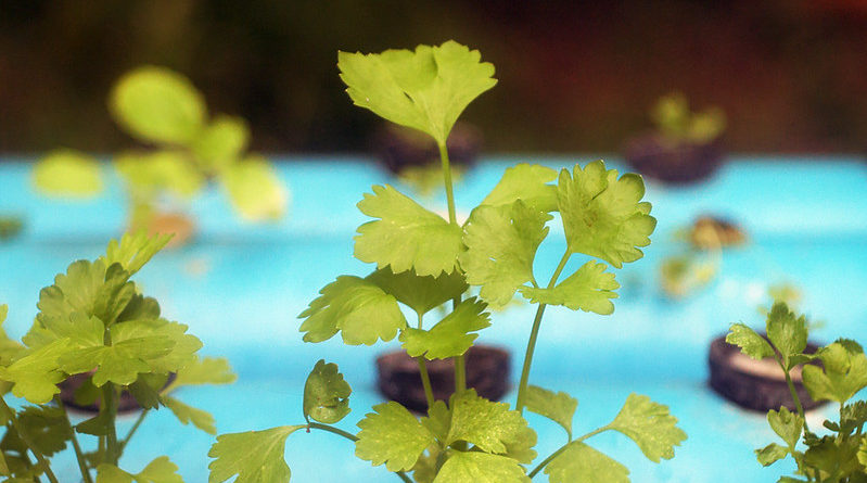 PAU signs MoU with Urban Horticulture Solutions for Soilless Media Technology