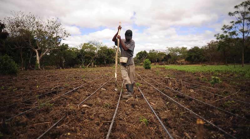 20 Percent of the total cultivable land in Haryana under dry land farming