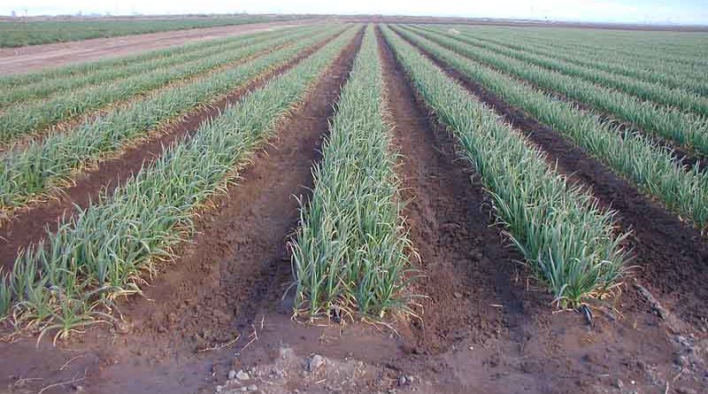 75% of Kharif sowing done in India with 800 lakh ha sown