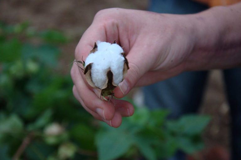 Kharif sowing picks up; Cotton acreages cross 90 lakh ha.