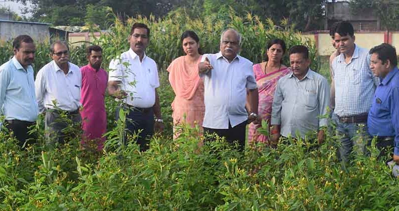 KVK Ujjain receives ICAR award for technological driven agriculture