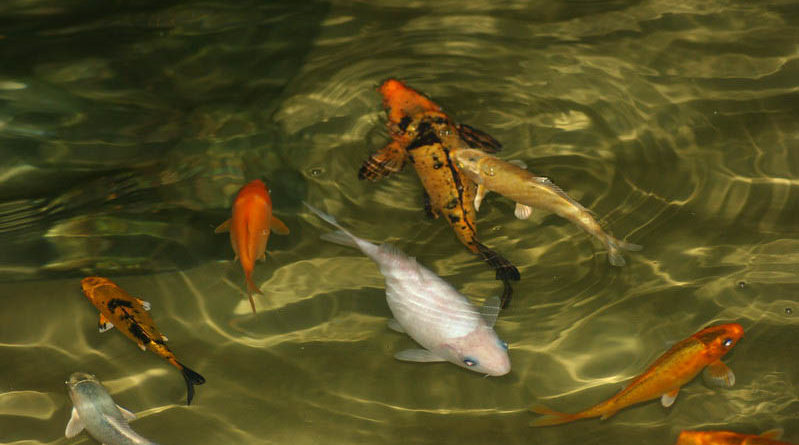 Haryana Agriculture Minister directs department to undertake 2000 Fisheries Project