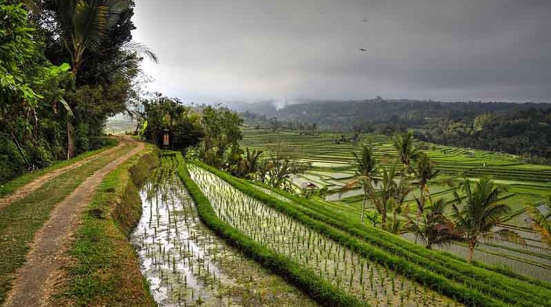Paddy crop india monsoon