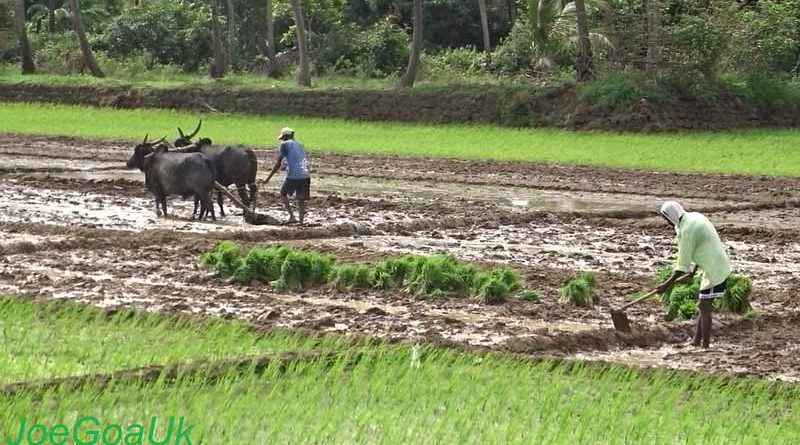 Paddy Transplanting