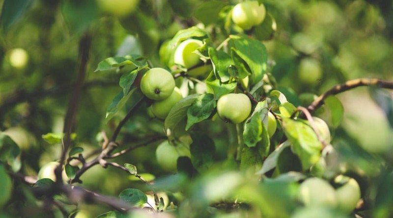 PM FME Scheme would benefit organic food producers in north east