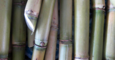 Sugar production likely to increase by 12% Y-o-Y in SY2021: ICRA