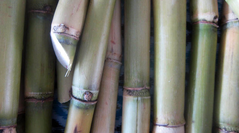 Sugar production likely to increase by 12% Y-o-Y in SY2021: ICRA
