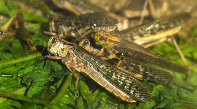 Bayer stands by Kenya and Uganda in fight against desert locust devastation