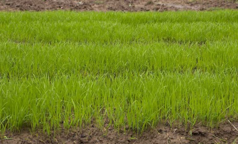 Kharif sowing sees 13.9 percent increase in area coverage compared to last year